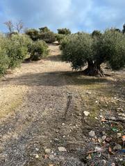 Rural plot in Priego de Córdoba