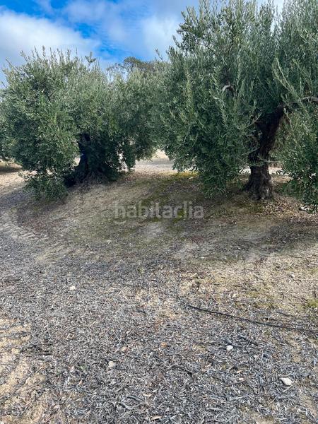 Foto ed841b81-5773-4ad8-94ce-89c3bc520ca0. Finca rústica en Priego de Córdoba