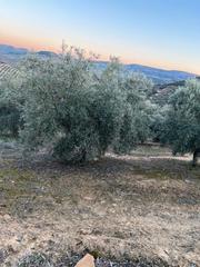 Fondo rustico in Luque