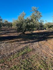 Finca rústica a Luque