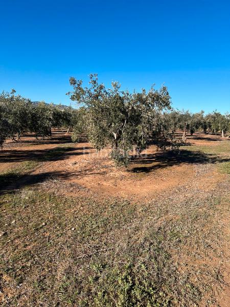 Foto 79f3ee74-b26d-454c-bfbb-bb407f9a4e70. Finca rústica en Luque