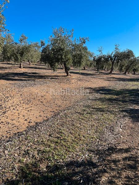 Foto a4b38ef6-457e-4a63-a843-998021119a12. Finca rústica en Luque