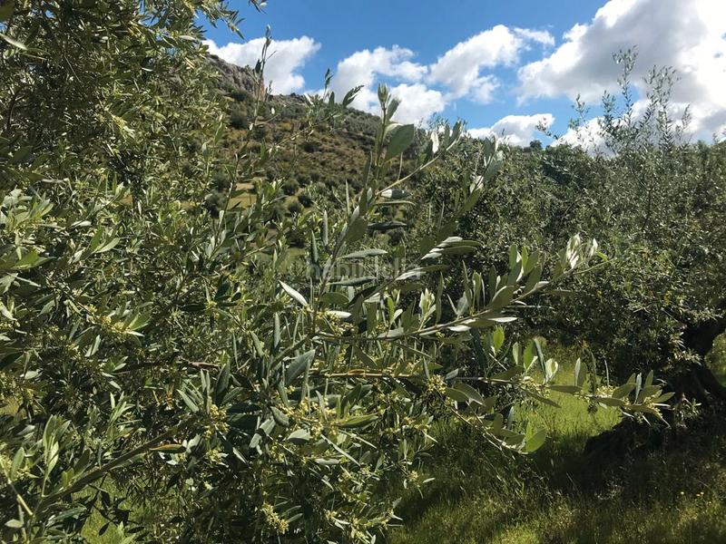 Foto ad923c57-14f0-4bda-8f47-5b8e995f073a. Landgut in Priego de Córdoba