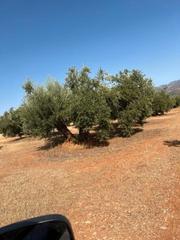 Rural plot in Priego de Córdoba. Finca de olivar tradicional
