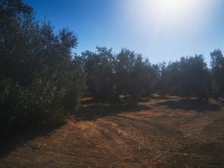 Finca rústica a Algarinejo. Finca de olivar en las lagunillas