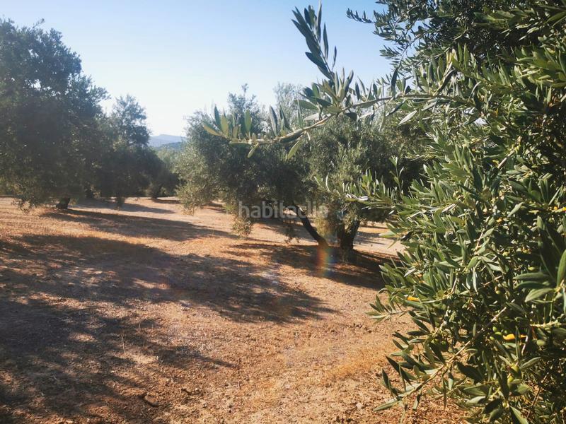 Foto f5942042-7b0e-42ac-98e6-fb45c7fde8bf. Propriété dans Algarinejo