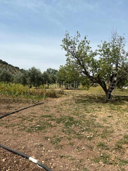 Foto 4390c712-3f68-4645-919d-8e9e86102796. Finca rústica parcela en zagrilla en Priego de Córdoba