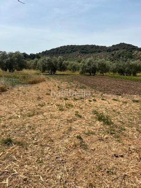 Foto 6e903c89-e2aa-4ed2-a3f9-105fe2235369. Finca rústica parcela en zagrilla en Priego de Córdoba