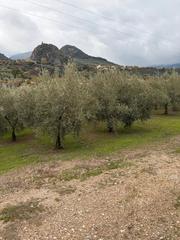 Finca rústica a Priego de Córdoba. Huerta muy próxima a priego