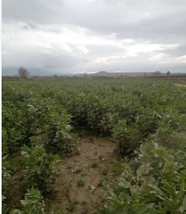 Finca rústica  Avenida cristóbal colón. Se vende finca rústica en vega de curriana de la vega