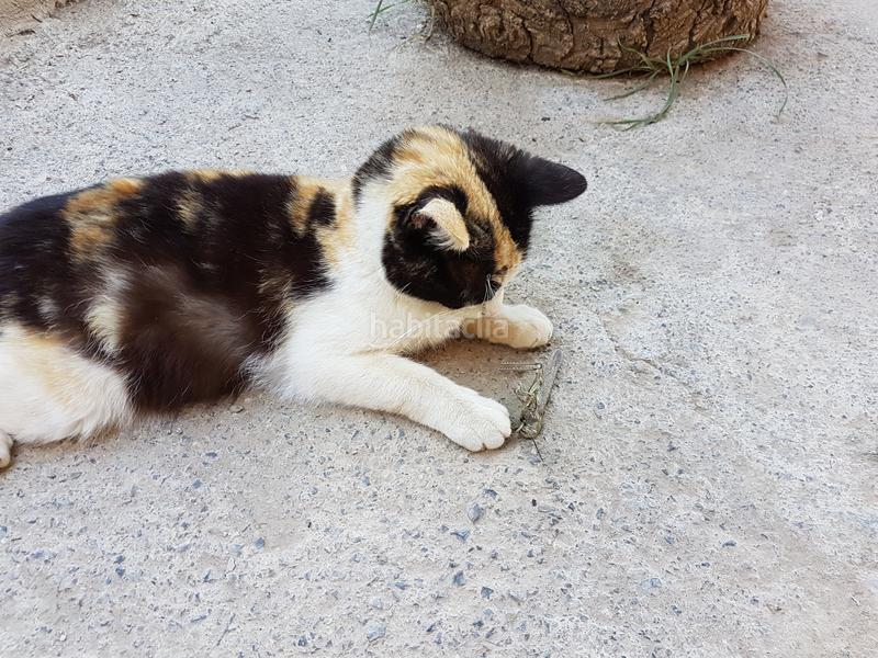 Foto d85eddfc-2f6b-4fb3-8449-ace7bf582d1c. Finca rústica se vende casa con terreno en durcal en Dúrcal