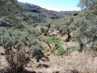 Finca rústica en Guadahortuna. Se vende finca con olivos
