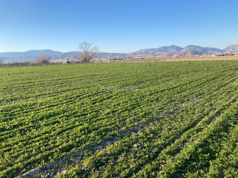 Foto 26bfa3d6-bc1f-4bc9-ac54-c9d884e7b832. Fondo rustico in Pinos Puente