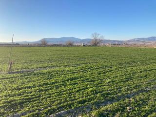 Fondo rustico  Tarquinal bajo. Finca rústica cerca de pedro ruiz