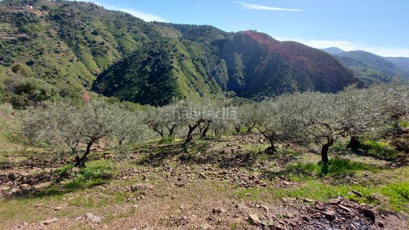 Foto 4e09f82e-5725-4baf-a60a-b69c70b7c1b4. Landgut in Monda