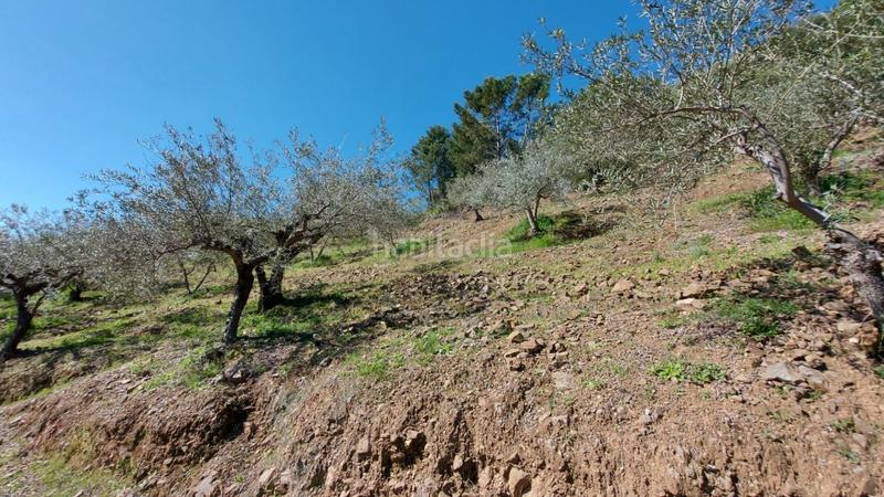 Foto 5576ae5b-cdef-4122-bc52-32016a7f70ac. Landgut in Monda