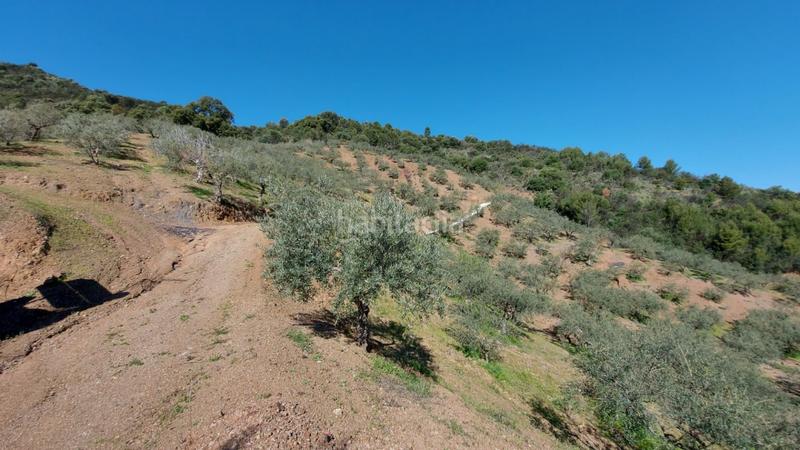 Foto 663aadd1-3636-4a98-9577-1b2ce45ea59c. Landgut in Monda