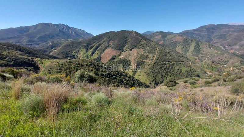 Foto 93a66070-63c2-4552-9543-8940d7579cd6. Landgut in Monda