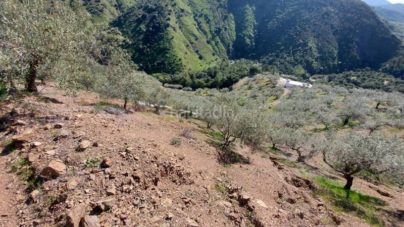 Foto 9a613662-c681-4a2d-ac2e-f85d95215e2d. Landgut in Monda