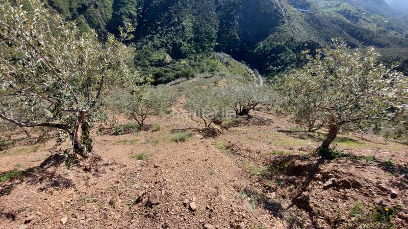 Foto 9c574e91-ac96-42b6-8f07-7b1d5dda6807. Landgut in Monda