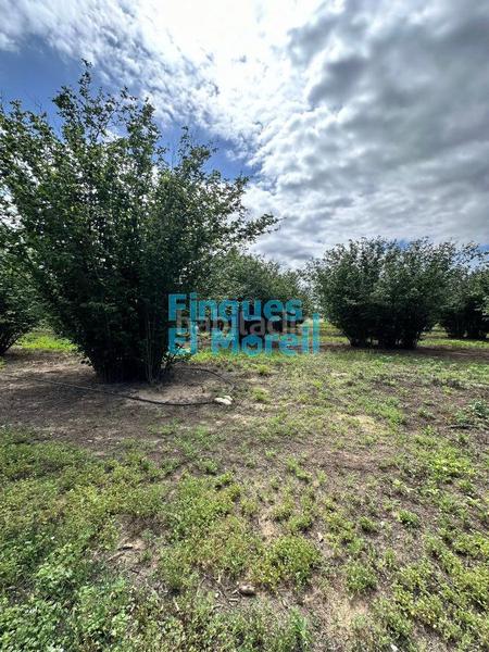 Foto 028fc260-995d-4da2-81a3-7eeea043983a. Masía en n/a finca rúst. en venta . en Vilallonga del Camp