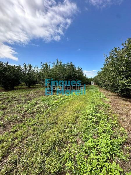 Foto 6c8c1b8c-f1e6-447c-adeb-c530ad67ce87. Masía en n/a finca rúst. en venta . en Vilallonga del Camp