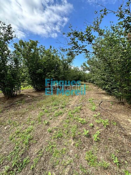 Foto 6d352bec-8a14-4b54-af07-f137da229543. Masía en n/a finca rúst. en venta . en Vilallonga del Camp