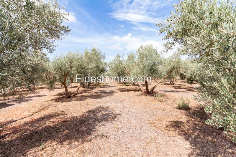 Foto b1aa9b80-e3fc-4ba3-aa84-3f94eddbb366. Masía cortijo en venta en poligono 13, 579, durcal en Dúrcal