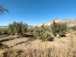 Finca rústica a Calle 42p. Finca de olivos nigüelas junto a mercadona