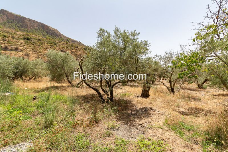Foto b812aad7-339c-4a78-9ceb-74967c430092. Finca rústica a calle larga 36 a Lecrín