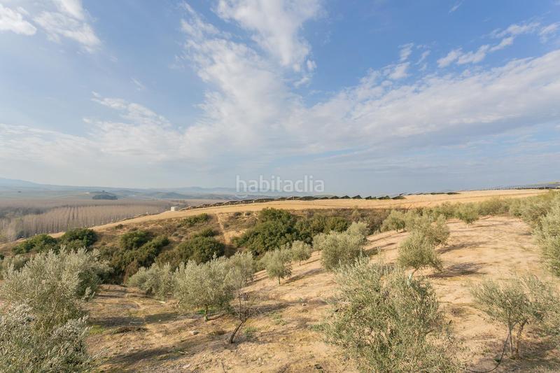 Foto 22eeb409-41ad-4563-9b92-9ae98af8534e. Rural plot in Pinos Puente