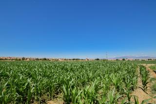 Masía en Cúllar Vega. Fincas rusticas de 5 y 6 marjales en cúllar vega