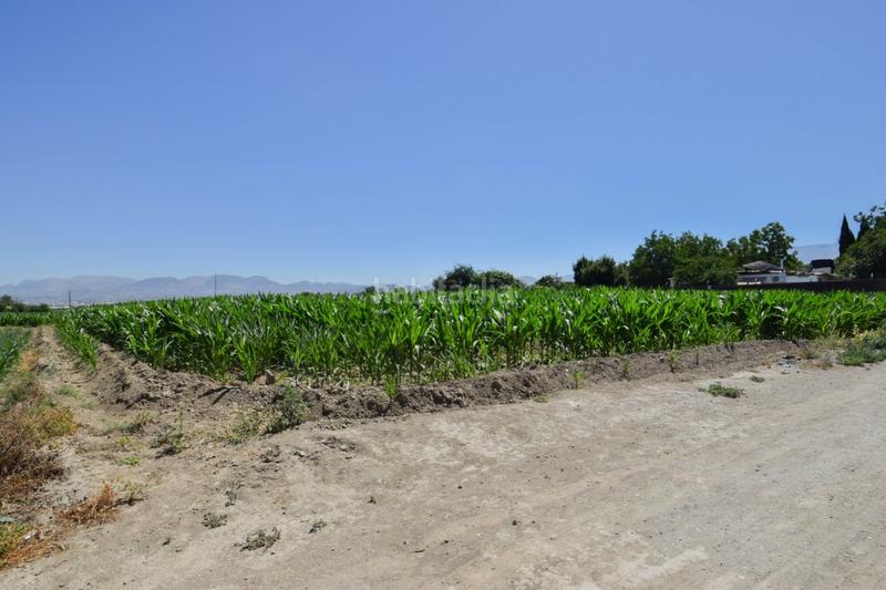 Foto c6b8b9d0-6496-486b-8c18-97a64abd408d. Masía fincas rusticas de 5 y 6 marjales en Cúllar Vega