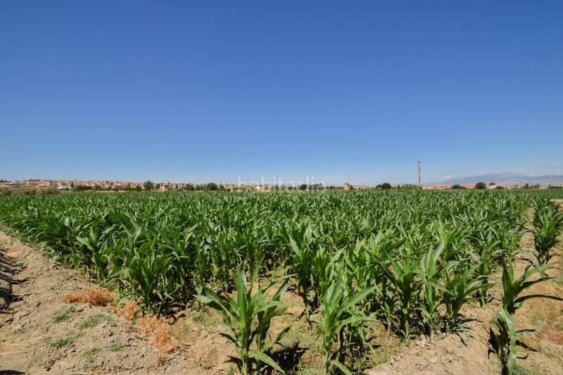 Foto e426b675-bfbd-403a-8ddf-5bb3a69a3f4c. Masía fincas rusticas de 5 y 6 marjales en Cúllar Vega