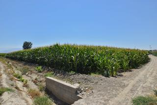 Masia en Belicena. Finca rustica de riego en belicena