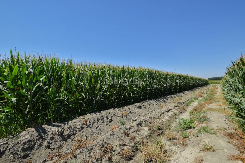Foto db6f74d8-7809-456b-80f1-8bed519ed131. Finca rústica a Belicena Vegas del Genil