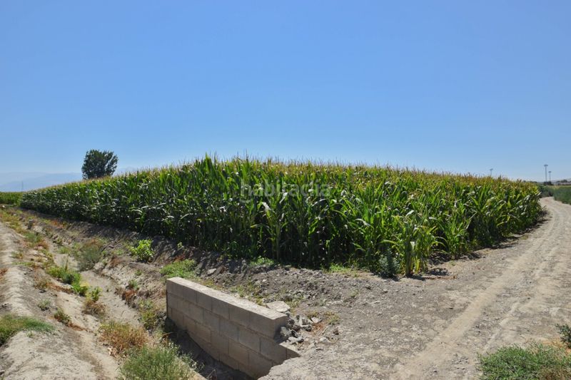 Foto e97e9aa9-096e-4397-830d-ed4aefc8ceb3. Finca rústica a Belicena Vegas del Genil