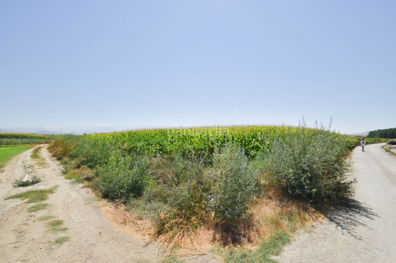 Foto 52a51df4-751d-4d76-834a-00e9180ff08a. Finca rústica a Belicena Vegas del Genil