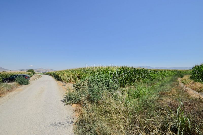 Foto d050edd9-c95a-4eee-9bd2-404b5b7f08a3. Finca rústica a Belicena Vegas del Genil