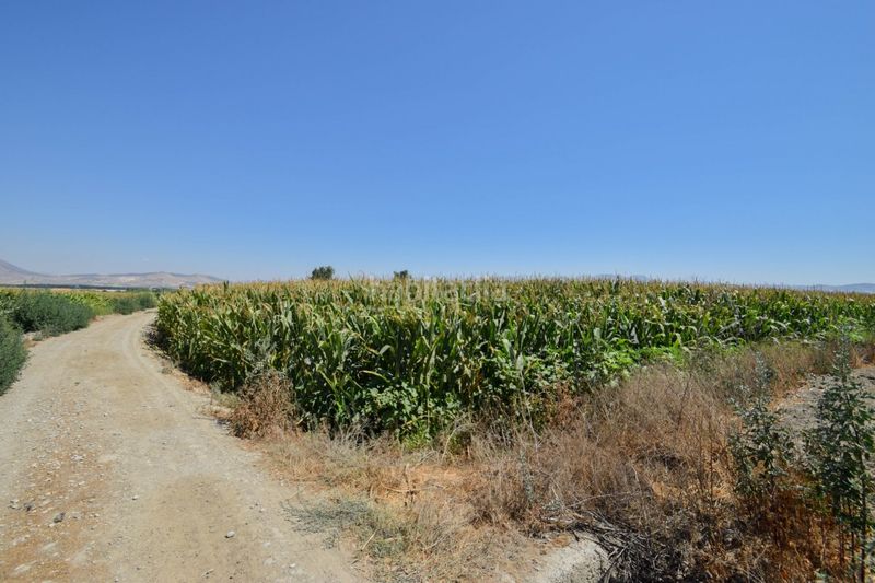 Foto e1ff35a7-d624-425c-9176-c5479123559b. Finca rústica a Belicena Vegas del Genil