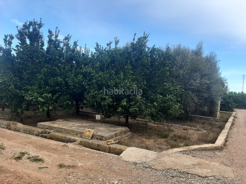 Foto d42f3c80-f6df-416f-b3c5-9dfcff515cd3. Finca rústica huerto joven en producción con caseta en Burriana