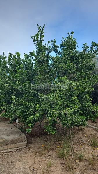 Foto df7a294a-f30f-41e6-b55a-b5b66e1eb6d3. Finca rústica huerto joven en producción con caseta en Burriana
