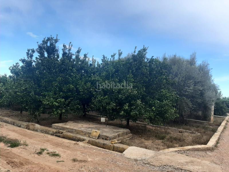 Foto f7e01b12-9daf-4e10-bd38-7794c9f21a53. Finca rústica huerto joven en producción con caseta en Burriana