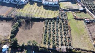 Masia a La Zubia Ciudad. Olivar en la zubia de 3.597 m2