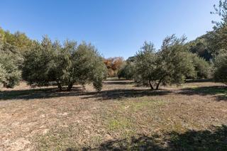 Finca rústica  Camino de moclin. Excelente olivar en el chaparral albolote