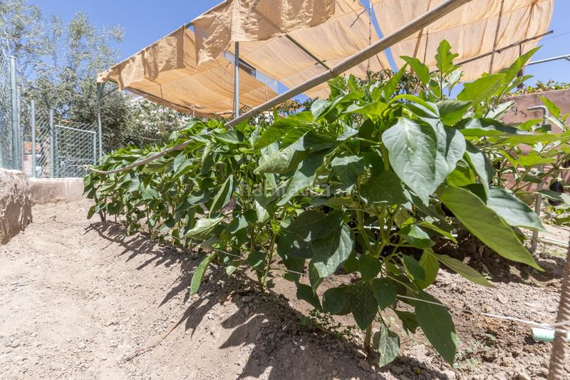 Foto 5f632ae8-e562-4622-81e6-5819dd090812. Casa amb aparcament piscina a San Francisco - El Chorrillo Gabias (Las)