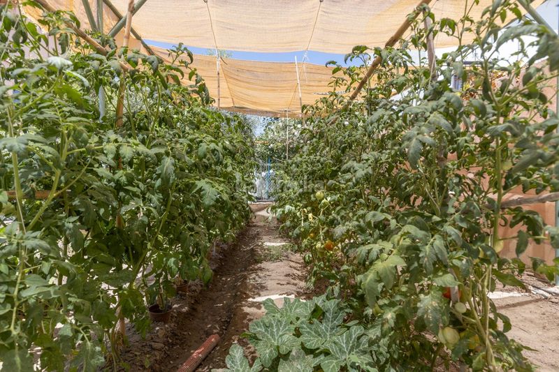 Foto 70577964-28f1-4b84-ab72-6de79d0c0687. Casa amb aparcament piscina a San Francisco - El Chorrillo Gabias (Las)