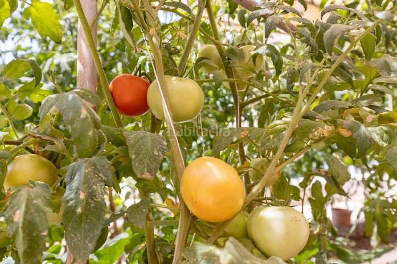 Foto 761a7861-425d-4932-864f-0fcdbb9df866. Casa amb aparcament piscina a San Francisco - El Chorrillo Gabias (Las)