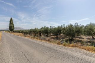 Finca rústica  Diseminados 0. Preciosa parcela de olivos en santa fe