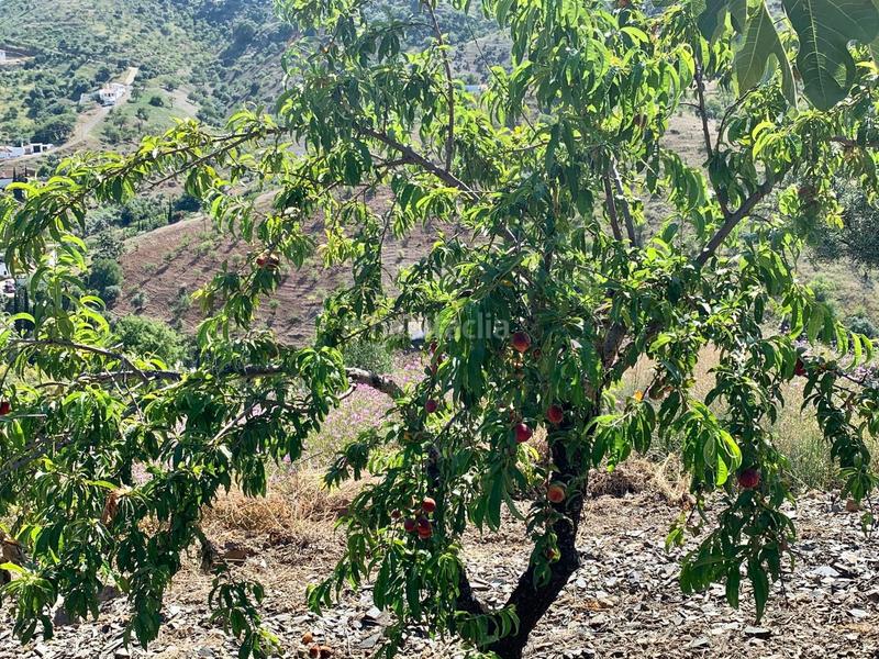 Foto a1214d00-37c9-4ed8-a198-127e86105963. Chalet avec parking dans Almogía